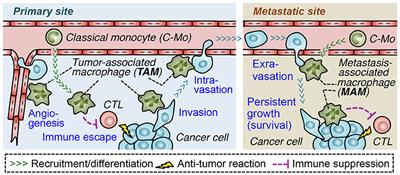 Targeting Macrophage-Recruiting Chemokines as a Novel Therapeutic Strategy to Prevent the Progression of Solid Tumors